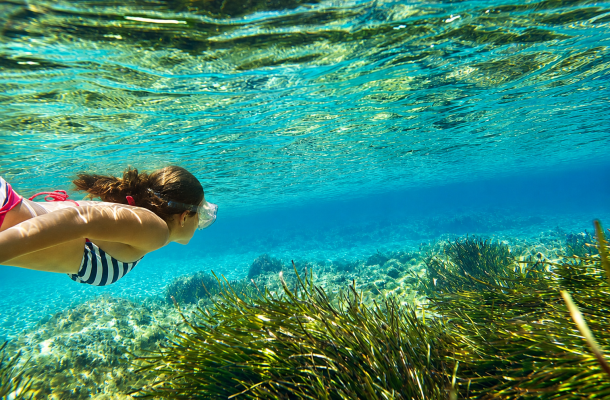 La fauna marina y la posidonia de Ibiza y Formentera: qué puedes descubrir bajo el agua